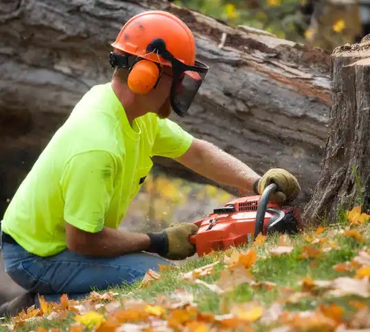 tree services Zwolle